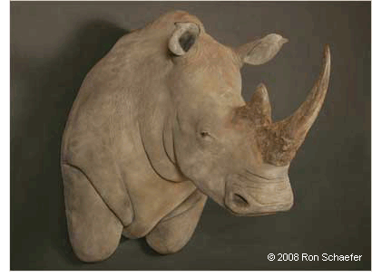 Rhino Pedestal Taxidermy Mount