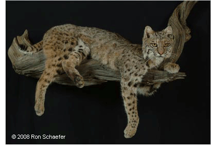 Ron Schaefer specializes in African and Exotic Taxidermy