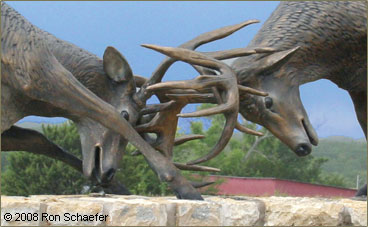 Lifesize Bronze Wildlife Sculpture by Heads Above The Rest