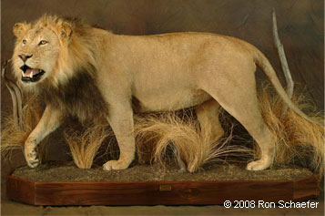 Lifesize taxidermied lion in wildlife habitat