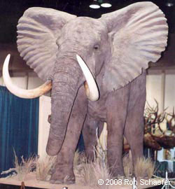 photo showing taxidermy services mounting elephant