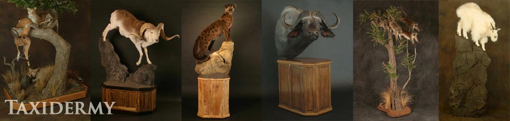 life size taxidermy services and animal art taxidermy of north american animals