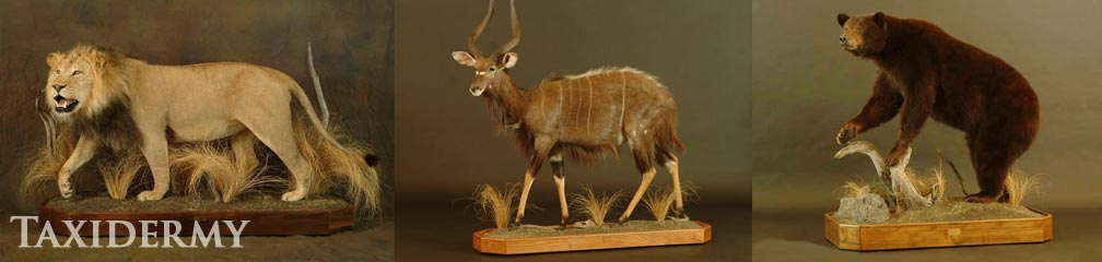 big game animal taxidermy services from north america include lions, bears, and antelopes