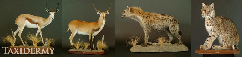 big game taxidermy services of african, european and north american animals