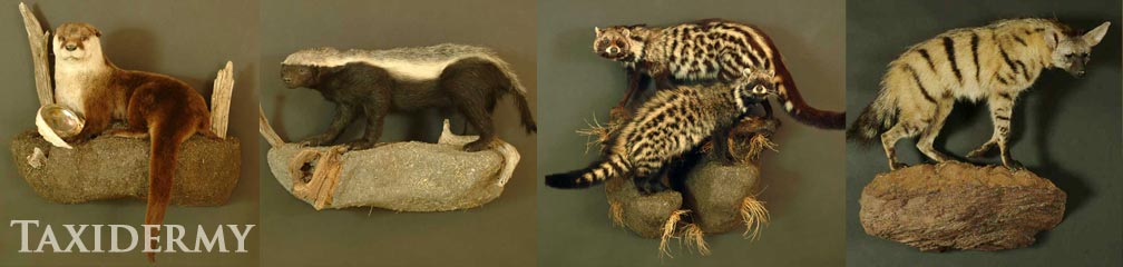 natural behavior and poses for exotic animal taxidermy