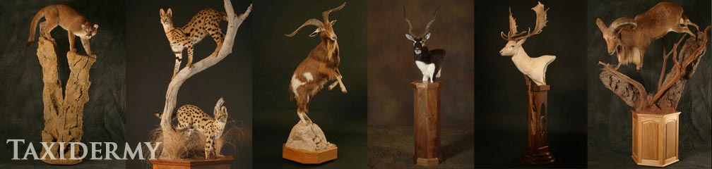 natural animal behavior and pose in our big game taxidermy services