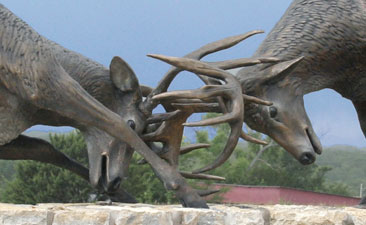 Close Up of Full Scale Bronze Sculpture of Two Whitetail Deer Fighting