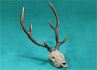 Axis Deer Skull - Limited Edition Desktop Bronze Sculpture