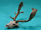 Fallow Deer Skull - Limited Edition Desktop Bronze Sculpture