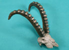 Ibex Skull - Limited Edition Desktop Bronze Sculpture