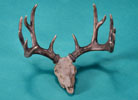 Mule Deer Skull - Limited Edition Desktop Bronze Sculpture