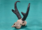 Pronghorn Skull - Limited Edition Desktop Bronze Sculpture