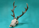 Sika Deer Skull - Limited Edition Desktop Bronze Sculpture