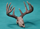Whitetail Deer Skull - Limited Edition Desktop Bronze Sculpture
