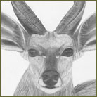 Bushbuck Wildlife Drawing For Sale