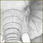 Elephant Wildlife Drawing For Sale