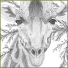 giraffe Wildlife Drawing For Sale
