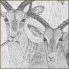 Group of Impalas Wildlife Drawing For Sale