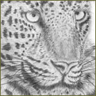 Leopard Wildlife Drawing For Sale