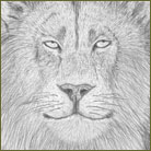 African Lion Wildlife Drawing For Sale