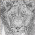 Lion Pride Wildlife Drawing For Sale