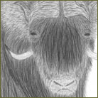 Ox Wildlife Drawing For Sale