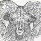 Ram Wildlife Drawing For Sale
