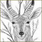 Reedbuck Wildlife Drawing For Sale