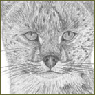 Serval Wildlife Drawing For Sale