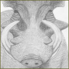 Warthog Wildlife Drawing For Sale