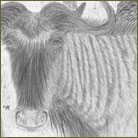 Wildebeest Wildlife Drawing For Sale