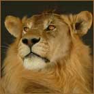 Afrian Lion #1 Life Size Mount