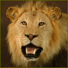 African Lion #2 Life Size Mount