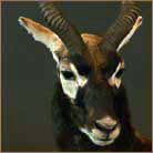 Blackbuck Antelope #1 Life Size Mount