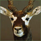 Blackbuck Antelope #3 Life Size Mount