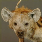 Hyena #2 Life Size Mount