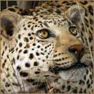 Leopard #1 Life Size Mount