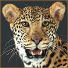 Leopard #2 Life Size Mount
