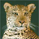Leopard #3 Life Size Mount