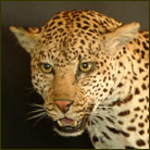 Leopard #4 Life Size Mount