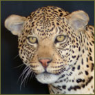 Leopard #5 Life Size Mount