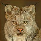 Lynx #1 Life Size Mount