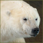 Polar Bear #2 Life Size Mount