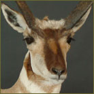 Pronghorn Antelope Life Size Mount