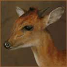Red Duiker #1 Life Size Mount