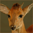 Red Duiker #2 Life Size Mount