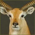 Red Lechwe Life Size Mount