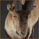 Rhonda Ibex #1 Life Size Mount