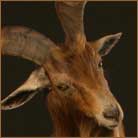 Spanish Goat Life Size Mount