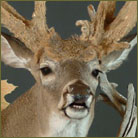 Whitetail Deer #3 (Kansas) Pedestal Mount